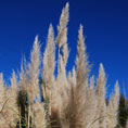 macchia mediterranea